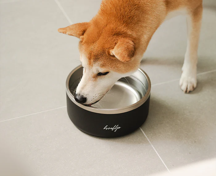 Why Every Pet Owner Should Invest in an Insulated Dog Bowl for Their Furry Friend