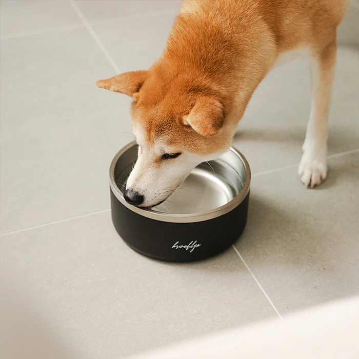 Why Every Pet Owner Should Invest in an Insulated Dog Bowl for Their Furry Friend